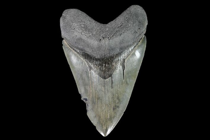 Serrated, Fossil Megalodon Tooth - South Carolina #126446